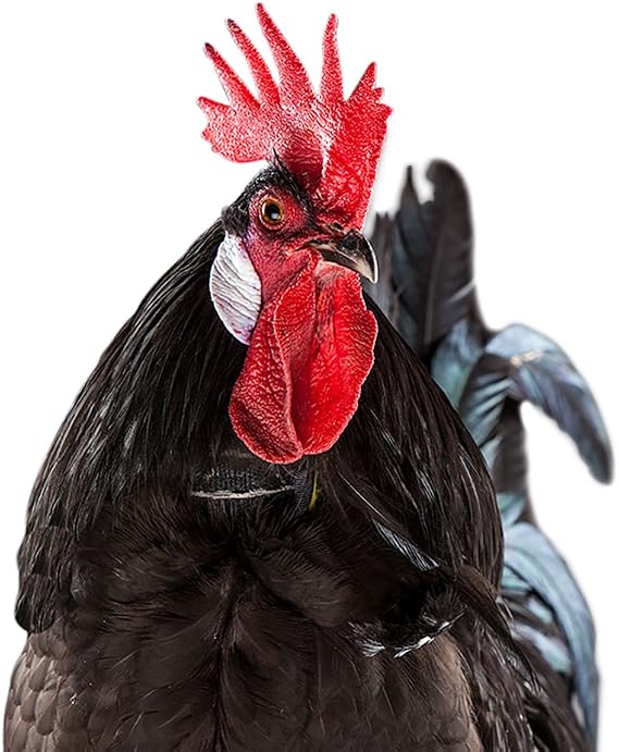 My Pet Chicken No-Crow Rooster Collar (XS): Reduce Loud Crowing for Roosters, Pain-Free Training Collar