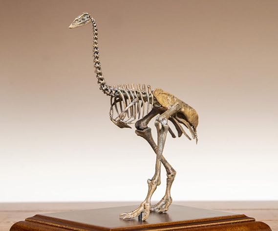 VWUVWU 1:10 Scale Aepyornis Figure Aepyornithidae Skeleton Collector Resin Animal Model GK Dinosaur Decor Gift for Adult (1/10)