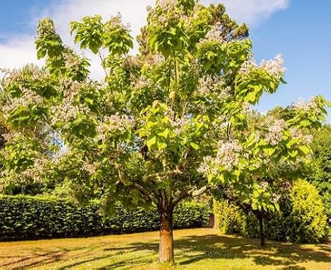 90pcs Paulownia Tree Seeds