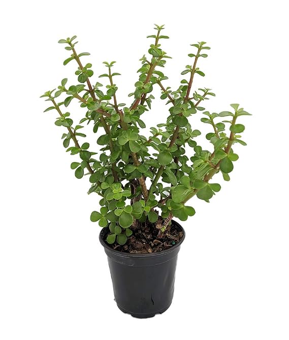 Mini Jade Plant - Portulacaria afra - 4.5" Pot