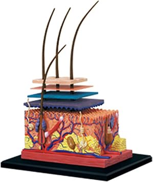 Anatomical Skin Model, Human Skin & Hair Organ Anatomy Model with Study Guide, Teaching Tool for Science Study or Patient Education