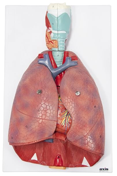 Axis Scientific 3/4 Life-Size Human Lung and Respiratory System Model - 7 Removable Parts Includes 2-Part Heart, Detachable Larynx,  Color Product Manual