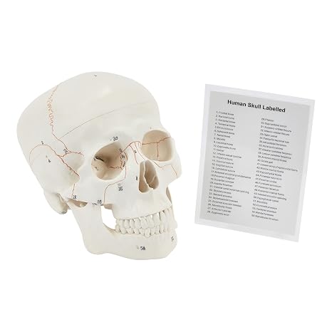 Human Skull | Anatomical 3-Part Medical Skull | Life-Size Adult Skull | Numbered Skull From 1-55 With Skull Guide Included | Medical Teaching & Educational Model | Perfect Medical Student Gifts