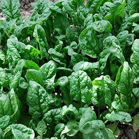Giant Noble Spinach Seeds Packet of 50 Seeds | Spinacia oleracea; annual cool-season leafy vegetable grown for edible leaves.