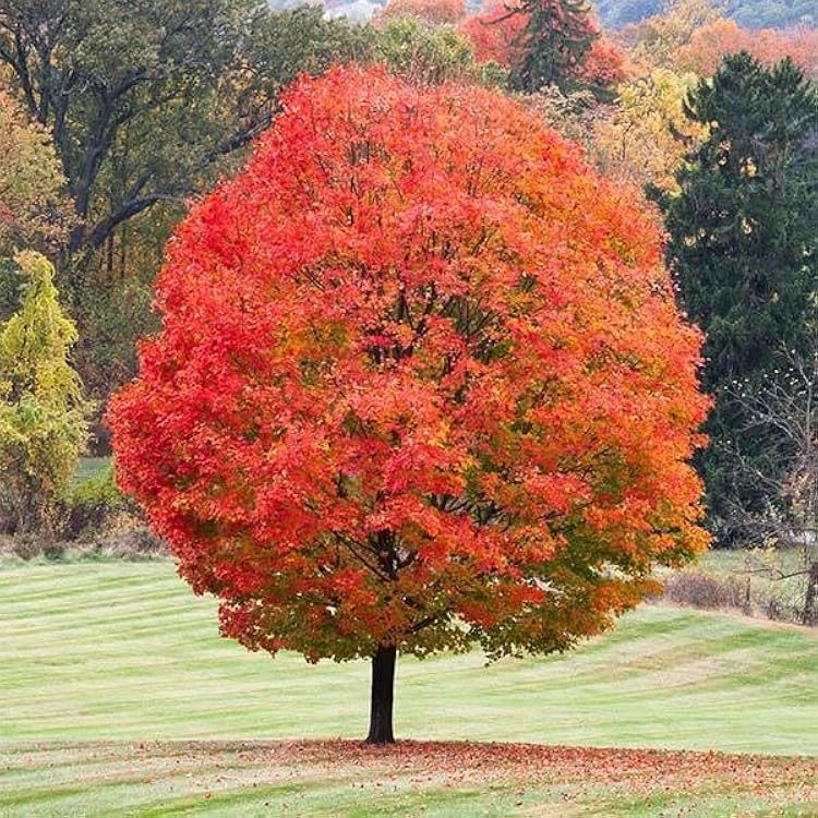 Brighter Blooms - Sugar Maple Tree, 4-5 ft. - No Shipping to AK, AZ, HI