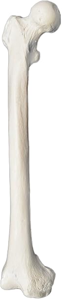 Femur Bone Model - Right - Anatomically Accurate Human Femur Bone Replica - hBARSCI