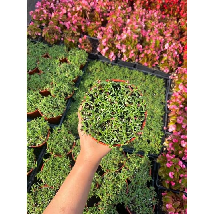 4 Ruschia Lineolata ‘Nana’ - ‘Dwarf Carpet of Stars’ - PPAF - Succulent Lawn Subsitute - Cristinas Garden, Green