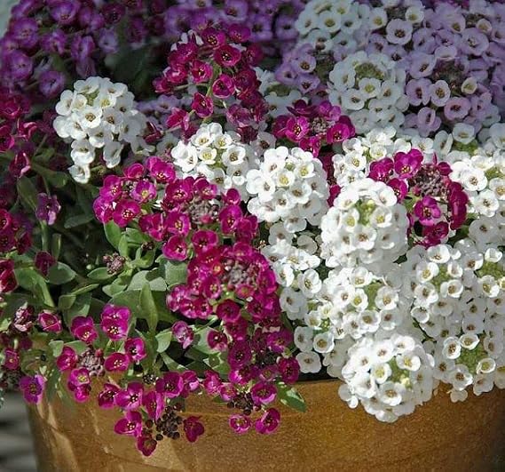 Alyssum Tohumu (Kraliyet Halısı) Karışık Renkli - 40 Tohum