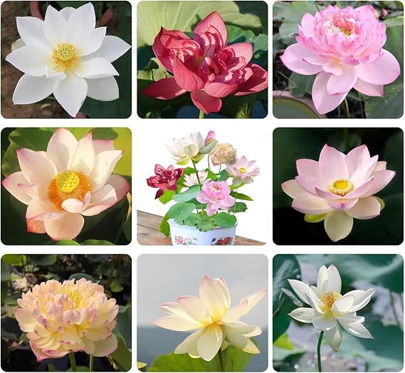 120 Pcs Mixed Color Bonsai Bowl Lotus Seeds,Easily Low Maintenance for Water Features Bonsai Lotus Flower Ornamental Pond and Home Planting