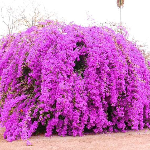 100 Great Bougainvillea Seeds for Planting Garden Flowering Machine Stunning Colorful Accent Plant Drought Tolerant Fragrant Privacy Screens Low-Maintenance