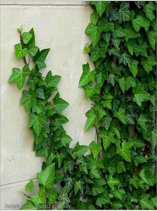 Gardenbox Büyük Yapraklı Duvar Sarmaşığı Fidanı Saksılı 50-80 cm, Çok Renkli