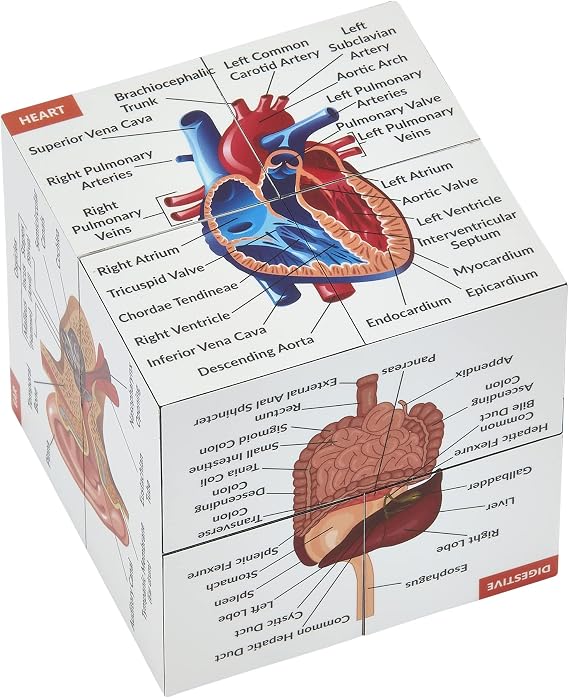 Human Anatomy Study Cube | Study 9 Parts of The Human Body | Perfect Anatomy Revision Guide | Addictive Anatomy Model Cube | Great Gift for Nurse, Dentist, Medical Students