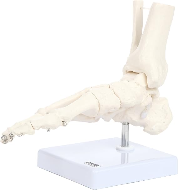 Axis Scientific Life-Size Human Skeletal Foot Model with Ankle