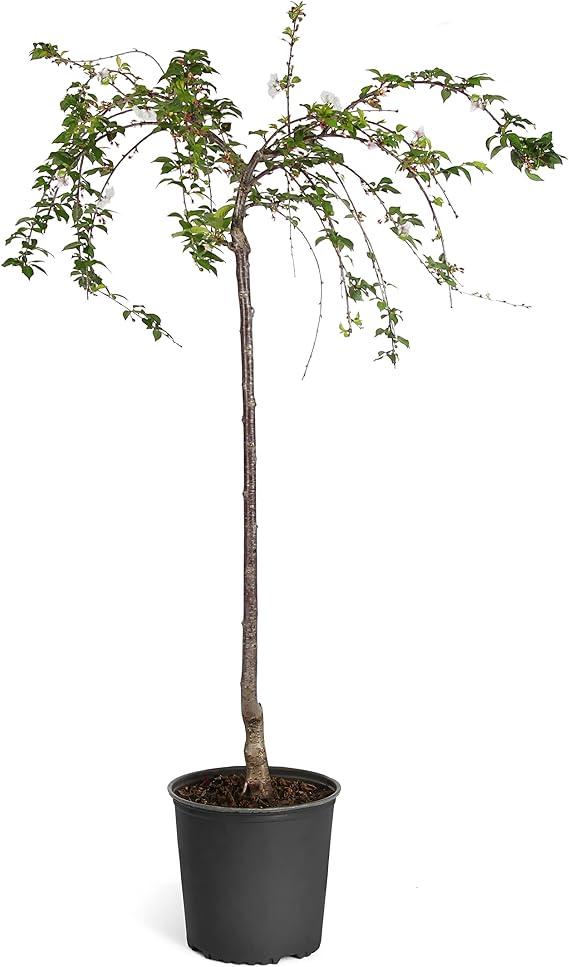 Brighter Blooms Snow Fountains Weeping Cherry Tree, 3-4 ft.