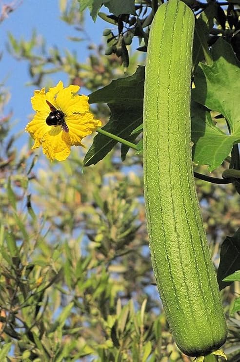 20+ Extra Long Luffa Gourd Seeds USA Asian Chinese Okra Loofah Bitter Melon Non-GMO Heirloom