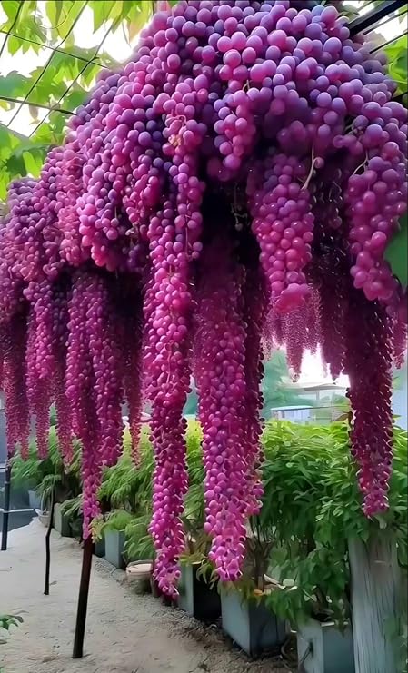 Grape for Planting, Mix Greening Flower,Organic and Natural,Excellent Display-4bulbs-b