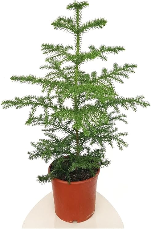 Gerçek Yılbaşı Ağacı Arokarya Araucaria, 60-70 cm, Ev Bitkisi, Salon Çamı
