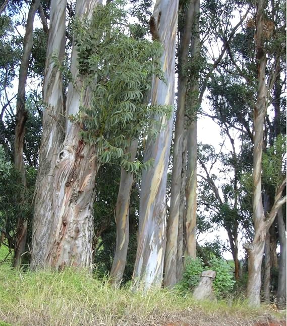 120 Blue Gum Eucalyptus Seeds, Eucalyptus Globulus Labill | Fast-Growing Tree Seeds