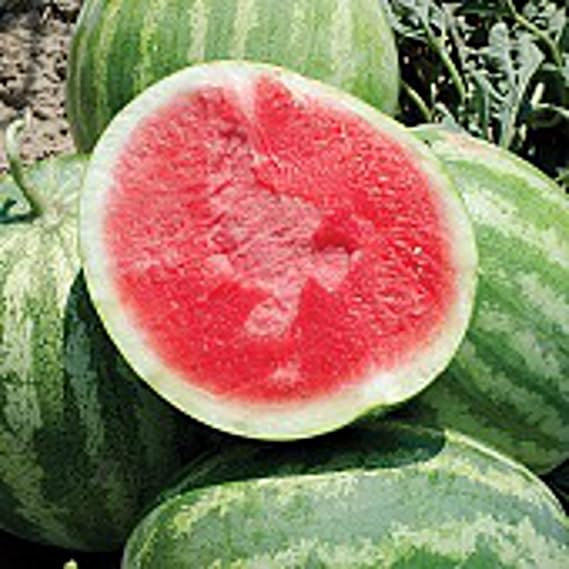 Red Rock Watermelons (Seedless) Seeds (25 Seed Packet) (More Heirloom, Organic, Non GMO, Vegetable, Fruit, Herb, Flower Garden Seeds at Seed King Express)