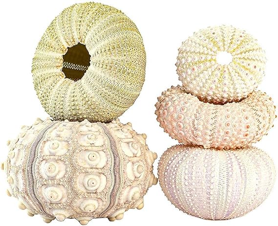 5 Pack Sea Urchin Shell Hanging Air Plant Pots, Perfect for Home Decor (4-piece set)