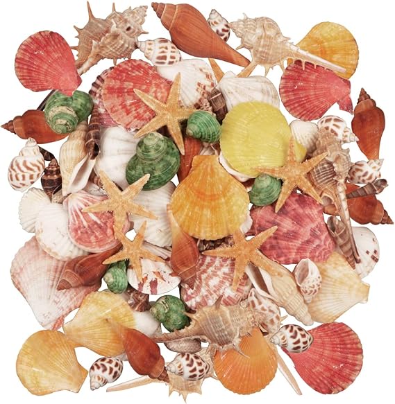 Jangostor Assorted Shells Ocean Beach Shells Starfish Perfect For Vase Fillers Beach Theme Party Wedding Decoration DIY Crafts Fish Tank Candle Making Pack of 100