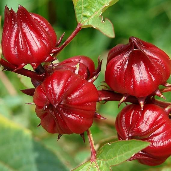 Red Roselle Seeds (Hibiscus sabdariffa) 50 Seeds | Packaged in an airtight, watertight glass vial with cotton and moisture-absorbing silica for long-term seed storage.