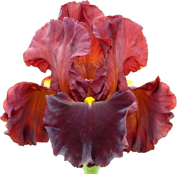 Valentino Bearded Iris Plant Potted, Fragrant Red Flowers, Stargazer Perennials
