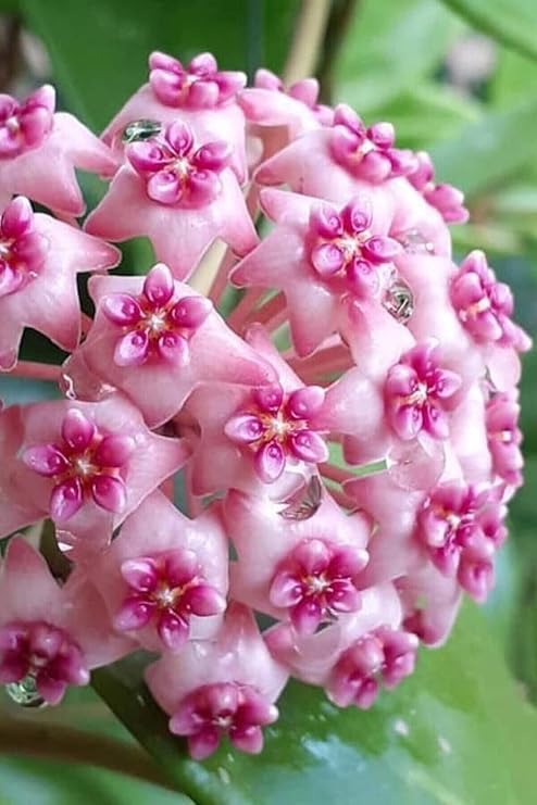 Mum Çiçeği Dantelli Pembe 10-15Cm Ev Salon Bitkisi