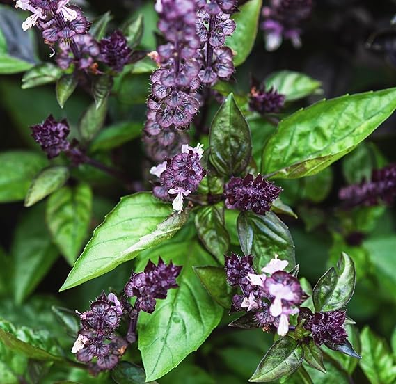 Cinnamon Basil Seeds for Planting Heirloom Non GMO Packets 750 Seeds Plant & Grow Cinnamon Basil Indoor Hydroponics or Outdoor Gardening, Great Gardening Gift 1 Packet, Purple | Ocimum basilicum