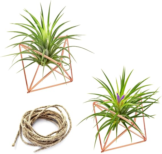 Hanging Air Plants Holders, 2Pcs Metal Air Plant Hangers for S-M Sized Air Plants, Himmeli Geometric Planter to Add a Sense of Style and Relaxation for Home Office Wedding (PinkGlod, 2pcs)