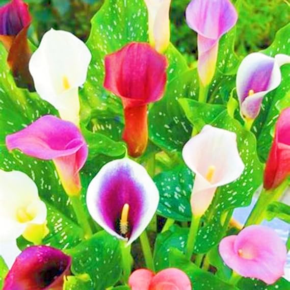 Calla Lily Bulbs-Calla Lily Plants Ornamental Flowers/Garden Flowers/Wedding Flowers/Plant Bulbs/Hardy Perennial-4bulbs-b