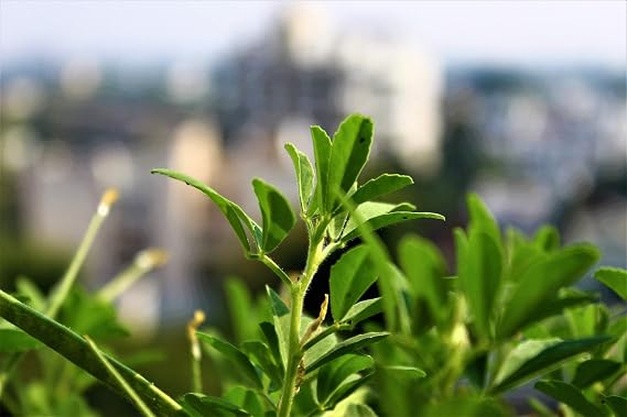 Fenugreek Seeds aka Methi - Classic Garden Herb and Tea Seeds | Seeds by Liliana's Garden |