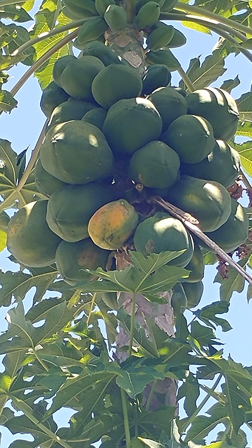 Red Lady Papaya Fruit Tree Carica 10 Seeds