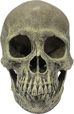 Komodo Human Skull Full