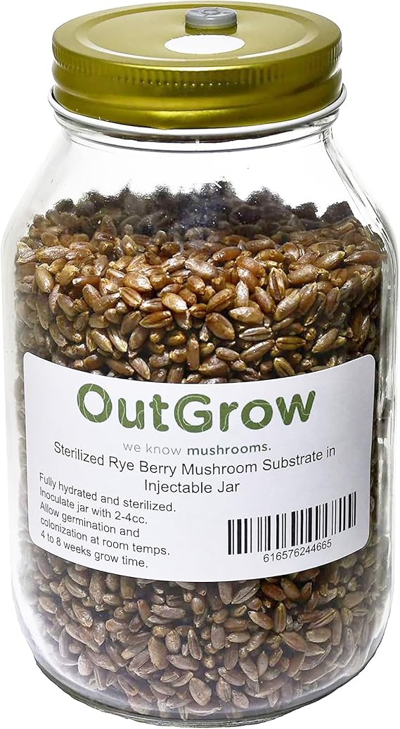 Sterilized Rye Berry Mushroom Substrate in Quart Jar