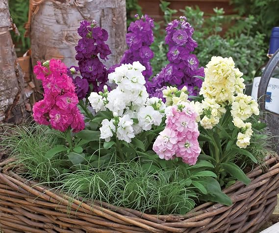 Stock Dwarf Ten Week Mixed (Matthiola incana) Annual Flowers for Planting