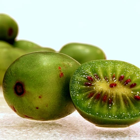 Hardy Kiwi Seeds (Actinidia arguta) 10 Seeds | Packaged in an airtight, watertight glass vial with cotton and moisture-absorbing silica for long-term seed storage.
