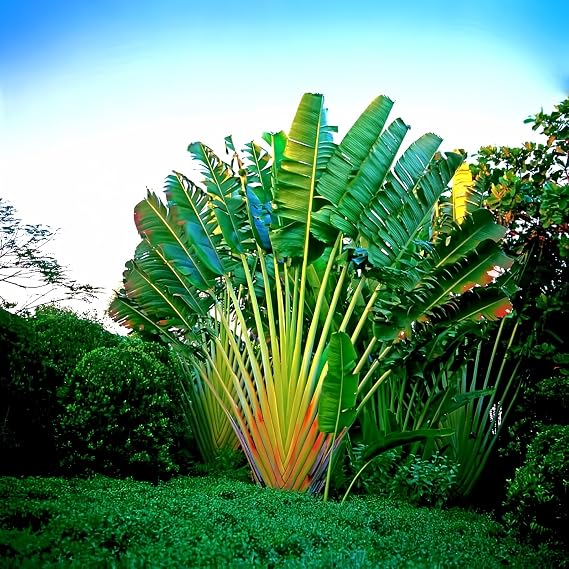 Travelers Palm Tree Seeds (Ravenala madagascariensis) Bird of Paradise Plant (10 Seeds)