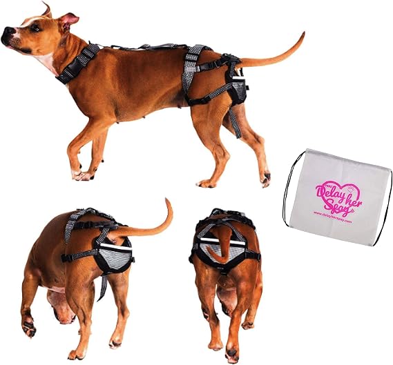 PABS, Pet Anti-Breeding System Chastity Belt for Dogs, Dog Diaper Alternative, Dog Chastity Belt Female (Please See Video) (Size X-Large 56-90lbs)