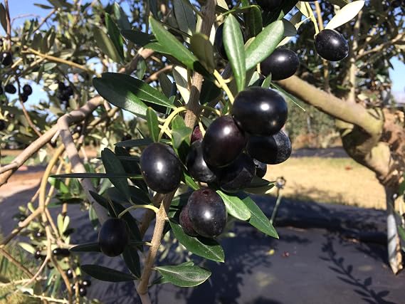 20pcs Black Olive Fruit Seeds