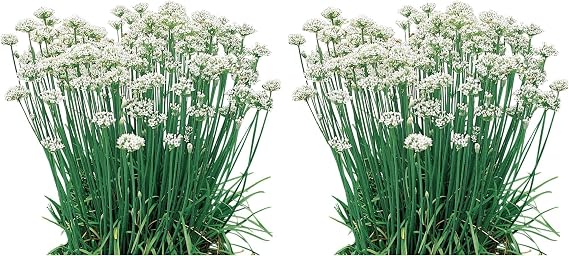 Burpee Garlic Organic Chives Seeds 300 Seeds (Pack of 2)