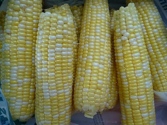 200 SWEET CORN SEED (Butter & SUGAR SWEET, Bi-Color CORN,)