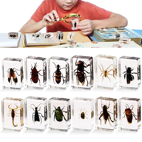 12 pcs Insect in Resin Specimen, Bugs Collection Paperweights Animal Specimen, Bug Preserved in Resin for Scientific Education