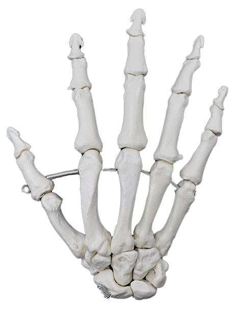 Hand Bone Model, Articulated - Right - Anatomically Accurate Human Bone Replica - hBARSCI