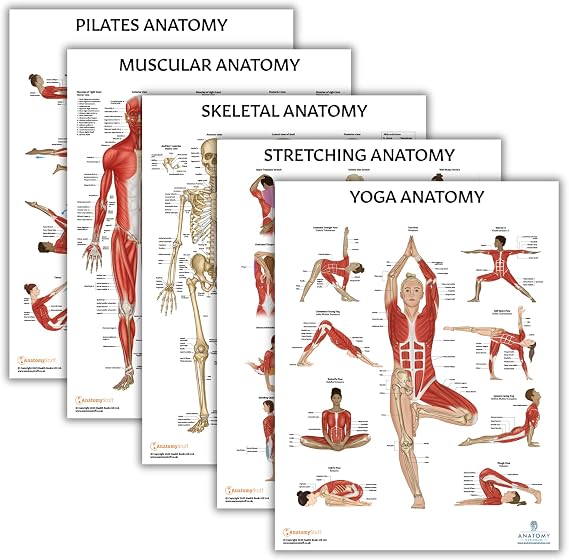 Anatomy Lab Human Anatomy Poster Set, 5 PACK LAMINATED | Muscular, Skeletal, Yoga, Stretching, Pilates, 17.3 x 22.5 Inches, Stretching Exercise Chart