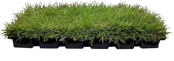 Zoysia Sod Plugs - Large 3" x 3" Plugs - 18 Count Tray - Drought, Salt & Shade Tolerant Turf Grass