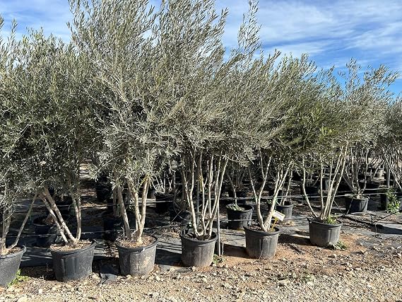 Sunny Tree Olea europaea multi-stemmed olive tree 235 cm hardy Mediterranean
