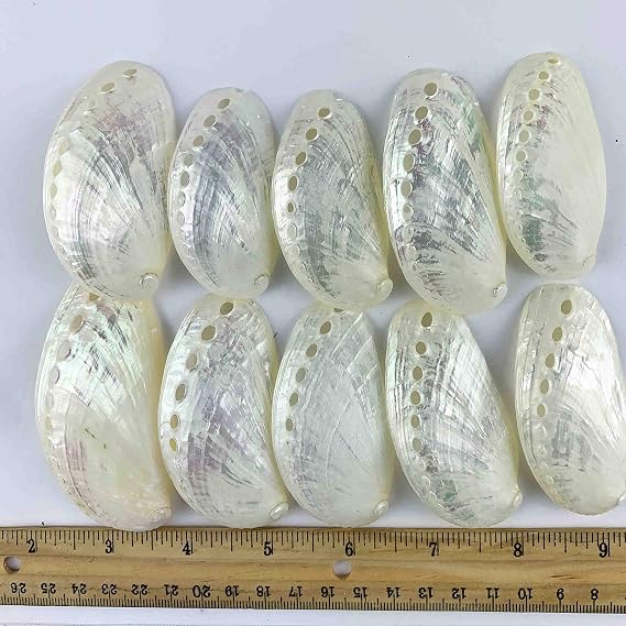 Worlds 10pc Pearlized Abalone Seashell, Mule Ear Pearled Shells Approx 3" Inch