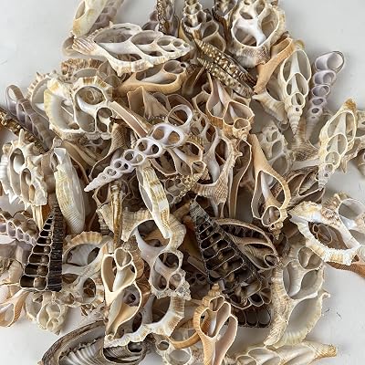Heyiwell 20PC Mixed Center Cut Shells 2~3 Inch